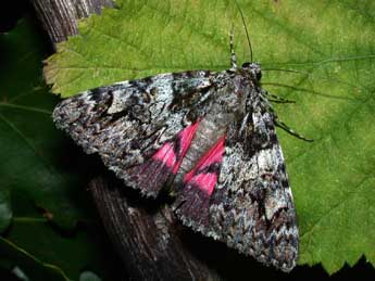 Catocala promissa D. & S. adulte - ©Philippe Mothiron