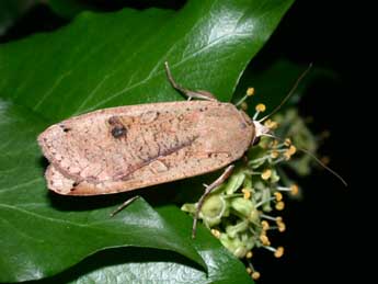 Noctua pronuba L. adulte - Philippe Mothiron