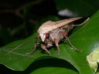 Noctua pronuba L. adulte - Philippe Mothiron