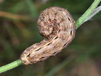  Chenille de Noctua pronuba L. - ©Philippe Mothiron