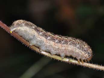  Chenille de Noctua pronuba L. - Philippe Mothiron