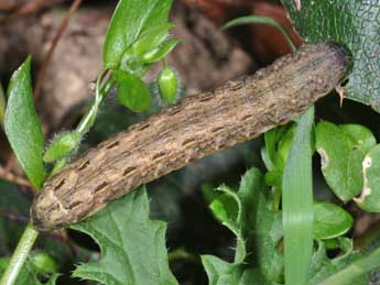  Chenille de Noctua pronuba L. - ©Philippe Mothiron