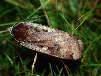 Noctua pronuba L. adulte - ©Philippe Mothiron