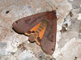 Noctua pronuba L. adulte - Philippe Mothiron