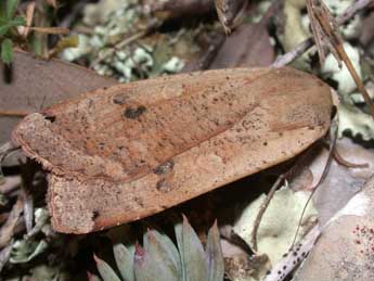 Noctua pronuba L. adulte - ©Philippe Mothiron