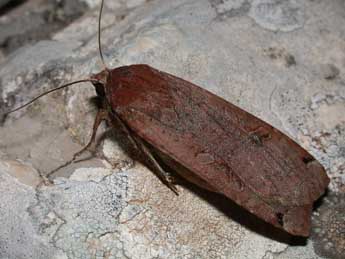 Noctua pronuba L. adulte - Philippe Mothiron