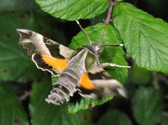 Proserpinus proserpina Pall. adulte - Philippe Mothiron