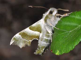 Proserpinus proserpina Pall. adulte - Philippe Mothiron