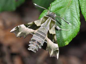 Proserpinus proserpina Pall. adulte - Philippe Mothiron