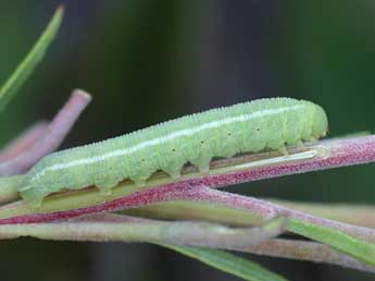  Chenille de Proserpinus proserpina Pall. - ©Daniel Morel