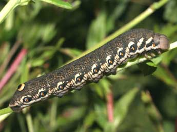  Chenille de Proserpinus proserpina Pall. - Serge Wambeke