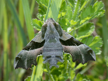 Proserpinus proserpina Pall. adulte - Philippe Mothiron