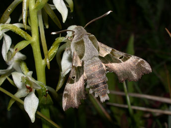 Proserpinus proserpina Pall. adulte - Philippe Mothiron