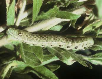  Chenille de Proserpinus proserpina Pall. - Philippe Mothiron