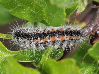  Chenille de Rhagades pruni D. & S. - ©Philippe Mothiron