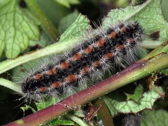  Chenille de Rhagades pruni D. & S. - ©Philippe Mothiron