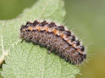  Chenille de Rhagades pruni D. & S. - Franois Fournier