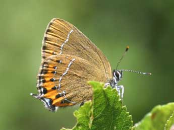 Satyrium pruni L. adulte - ©Daniel Morel