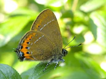 Satyrium pruni L. adulte - Catherine Wellings