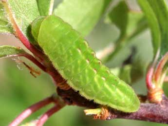  Chenille de Satyrium pruni L. - Serge Wambeke