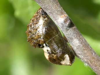  Chrysalide de Satyrium pruni L. - ©Serge Wambeke