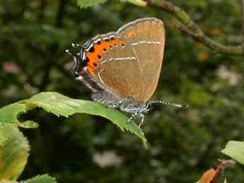 Satyrium pruni L. adulte - Philippe Mothiron