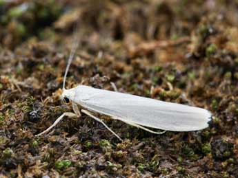 Manulea pseudocomplana Danl. adulte - ©Daniel Morel