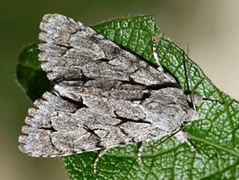 Acronicta psi L. adulte - Daniel Morel