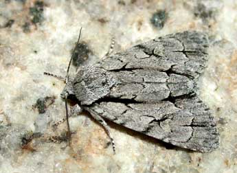 Acronicta psi L. adulte - Herv Guyot