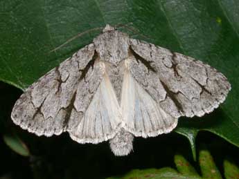 Acronicta psi L. adulte - Philippe Mothiron