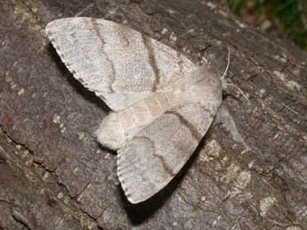 Calliteara pudibunda L. adulte - Philippe Mothiron