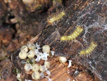  Chenille de Calliteara pudibunda L. - ©Philippe Mothiron