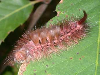  Chenille de Calliteara pudibunda L. - ©Philippe Mothiron