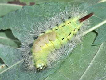  Chenille de Calliteara pudibunda L. - ©Philippe Mothiron