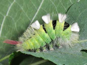  Chenille de Calliteara pudibunda L. - ©Philippe Mothiron