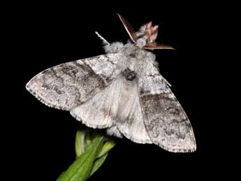 Calliteara pudibunda L. adulte - Philippe Mothiron