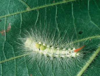  Chenille de Calliteara pudibunda L. - Philippe Mothiron