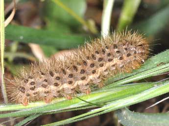  Chenille de Cymbalophora pudica Esp. - ©Philippe Mothiron