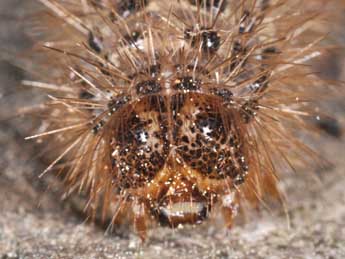  Chenille de Cymbalophora pudica Esp. - Philippe Mothiron