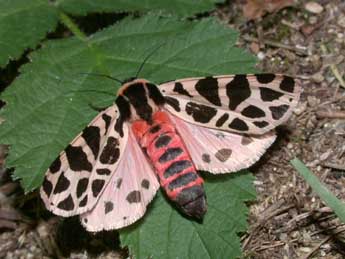 Cymbalophora pudica Esp. adulte - Philippe Mothiron