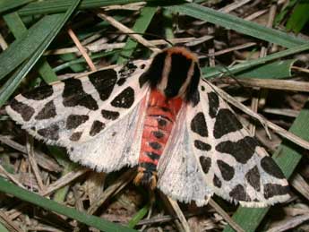 Cymbalophora pudica Esp. adulte - ©Philippe Mothiron