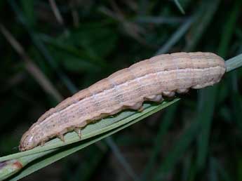  Chenille de Mythimna pudorina D. & S. - ©Philippe Mothiron