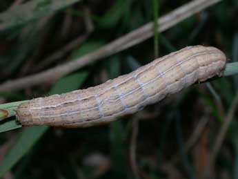  Chenille de Mythimna pudorina D. & S. - ©Philippe Mothiron