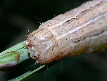  Chenille de Mythimna pudorina D. & S. - Philippe Mothiron