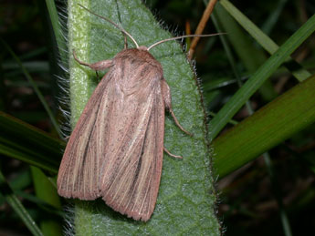 Mythimna pudorina D. & S. adulte - ©Philippe Mothiron