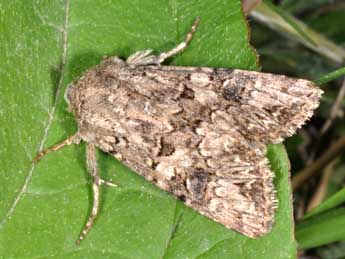 Anarta pugnax Hb. adulte - ©Philippe Mothiron