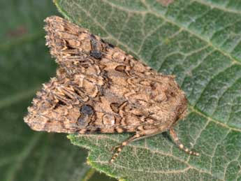 Anarta pugnax Hb. adulte - Philippe Mothiron