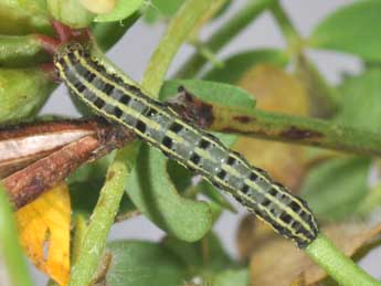  Chenille de Anarta pugnax Hb. - ©Philippe Mothiron