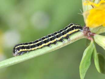  Chenille de Anarta pugnax Hb. - Philippe Mothiron