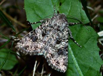 Anarta pugnax Hb. adulte - ©Philippe Mothiron